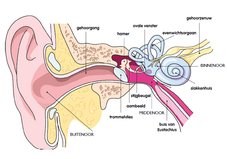 het gehoor - gehoorschade - keurdokter