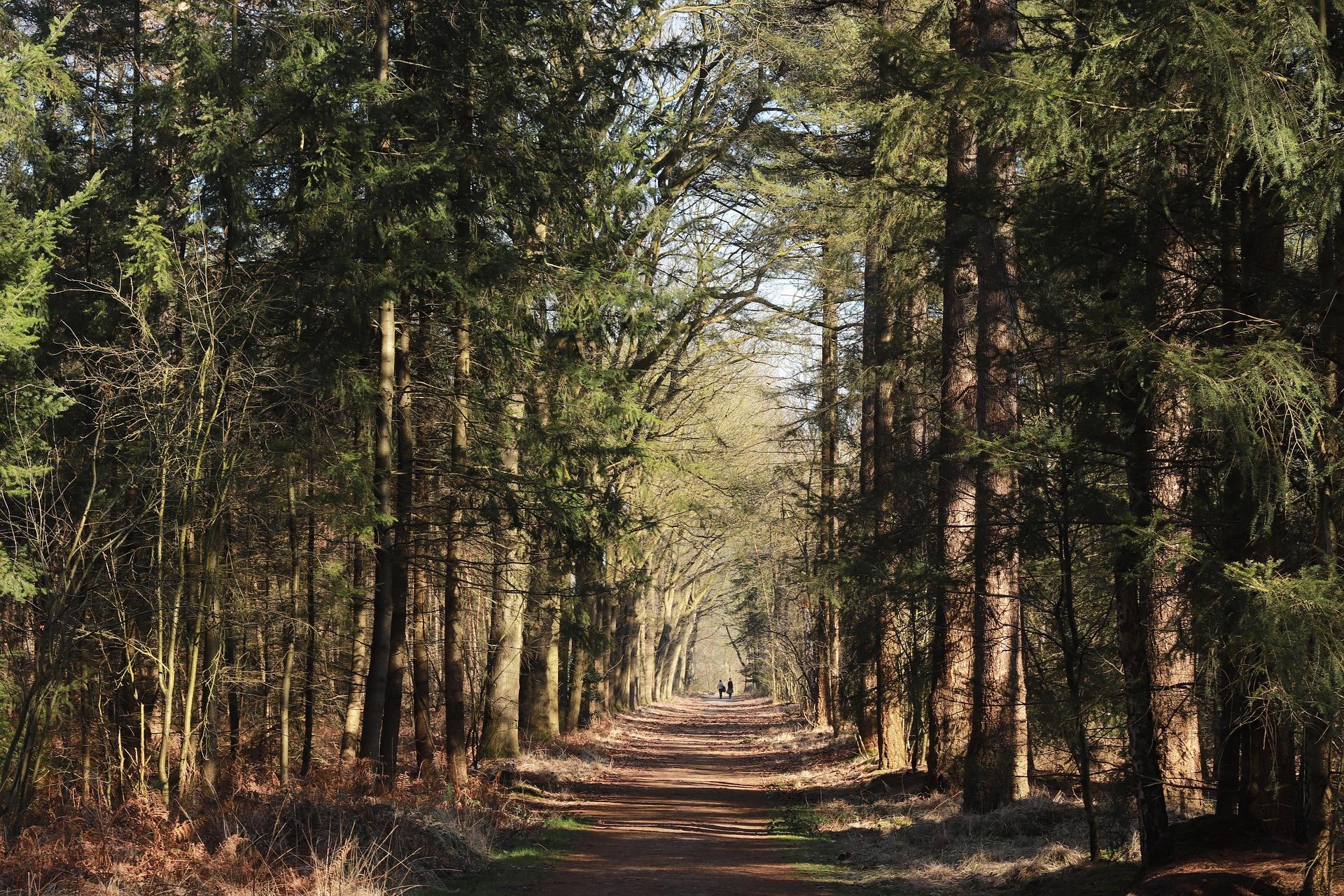 wandelen - herfst - keurdokter - gezond