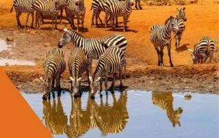Zuid Afrika Declaration of Health